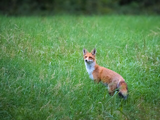A close up of a young fox cub on a hill looking at the camera