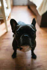 Fototapeten Purebred dog. A French bulldog looks at the camera. Dog in the interior. Vertical photo. © Alice