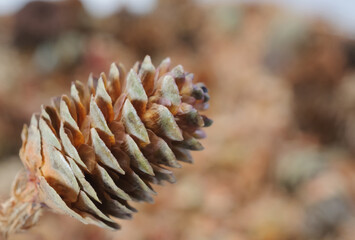 Naklejka na ściany i meble A lone brown fir cone close-up front view on the background of many cones