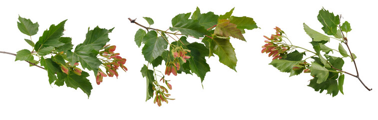 Three branches of canadian maple tree with green leaves and red seeds at various angles on white background