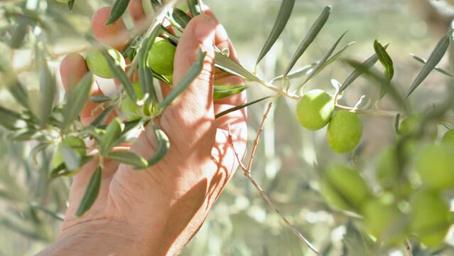 ceuillette and picking ripe olives harvest on field plantation, tree branches full of ripe green and black cultivated olives, seasonal harvest for high-quality olive oil production. Agriculture
