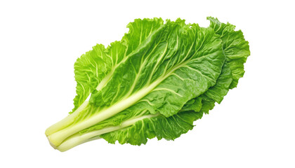 fresh green lettuce isolated on transparent background cutout