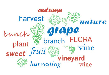 Fototapeta na wymiar word cloud. Grape harvesting. Vector illustration