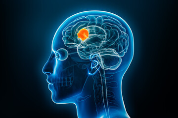 Broca's area x-ray 3D rendering illustration on blue background. Human body, brain or cerebrum anatomy, medical, biology, science, neuroscience, neurology concepts. - obrazy, fototapety, plakaty