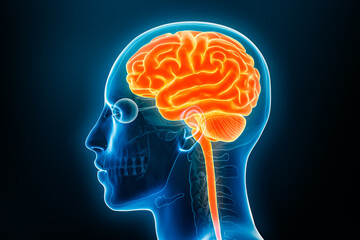 Profile view of the brain and the spinal cord x-ray 3D rendering illustration. Human body and central nervous system anatomy, medical, biology, science, neuroscience, neurology concepts.