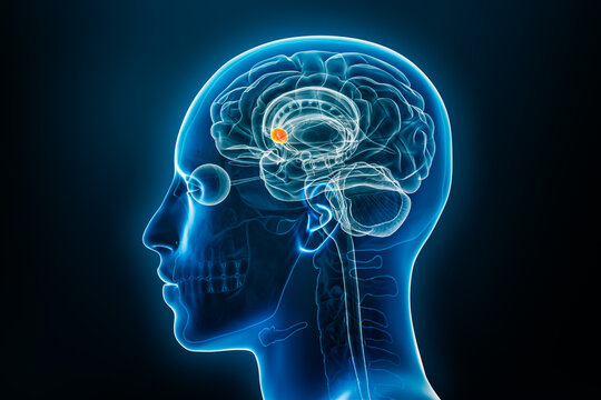 Nucleus accumbens in the brain x-ray 3D rendering illustration. Human body and nervous system anatomy, medical, biology, science, neuroscience, neurology concepts.