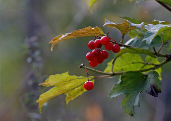 Fototapeta premium Red ripe berries of Viburnum red