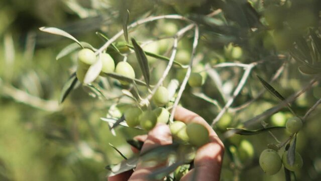 cueillette des olives pour du ramassage et la fabrication au moulin d'huile d'olive gr&acirc;ce aux oliviers de Provence 