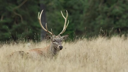 An adult deer (Cervus elaphus), male, lying down and resting peacefully in the tall autumn grass. Big buck lying in a grass field.
