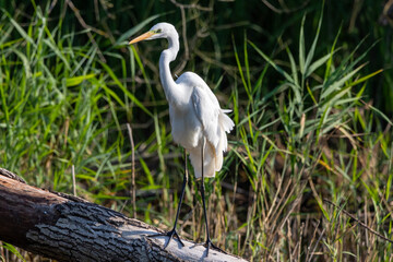Great egret (Ardea alba) or the common egret