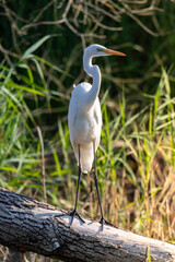 Great egret (Ardea alba) or the common egret