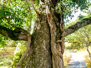 Fototapeta premium Green oak tree in County Donegal - Ireland