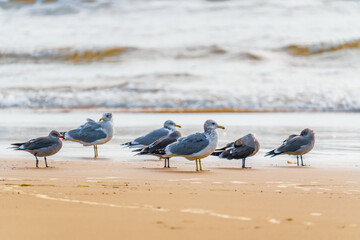 Flock of seagulls on the beach at sunset, beautiful ocean waves in the background, California coastline