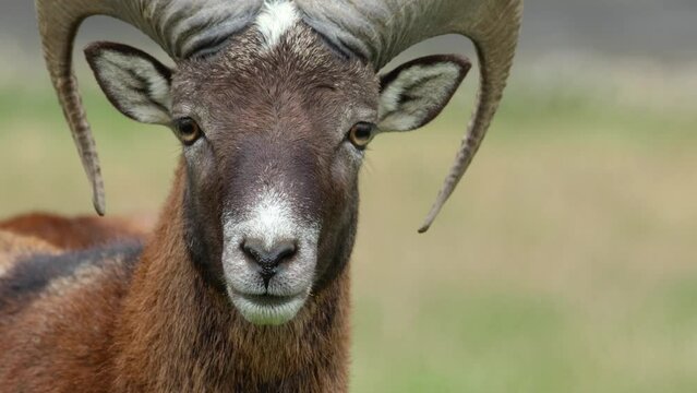 Close up of Mouflon, ram head looking into the camera on sunny day in Autumn