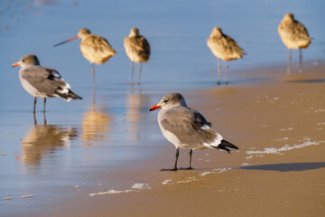 Fototapeta premium Seagull on the beach at sunset, blue ocean background
