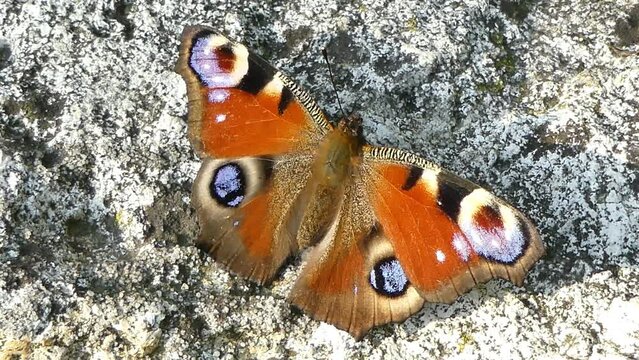 Butterfly European peacock, Aglais io moving colorful wings and flies away against on surface of stone with moss on sunny summer weather - close-up shot, slow motion. Topics: beauty of nature, macro