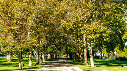 Boise City Park sidewalk lined with trees