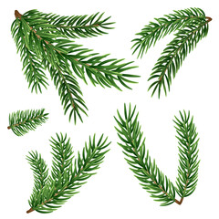 Spruce branches of different shapes and lengths on a transparent background. Set of different Christmas tree branches. Decor for christmas tree.