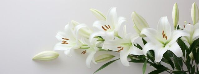 Beautiful White Lily Flowers on Light Background