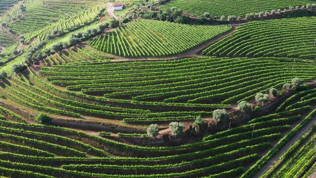 Aerial Flyover above the Vineyards and grape vine along the banks of the Douro River in the Douro Valley Portugal