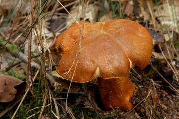 Chestnut bolete (Gyroporus castaneus) in nature forest. Poland, Europe.
