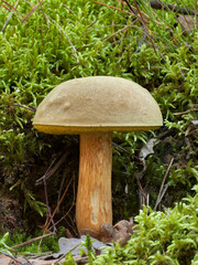 Xerocomus subtomentosus mushroom in natural forest. Poland, Europe.