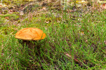 Leccinum  wild edible mushroom growing in natural forest. Poland, Europe.