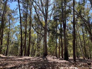Obraz premium trees in the forest Uruguay 