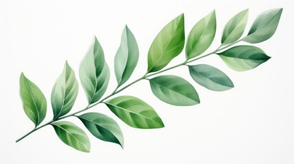 watercolor of leaf isolated