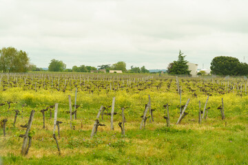 Fototapeta na wymiar Vineyards in the province of Aquitaine in spring