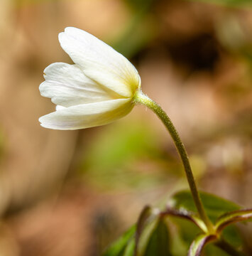 white flower of wood anemone (Anemone nemorosa) also known as windflower, thimbleweed, smell fox