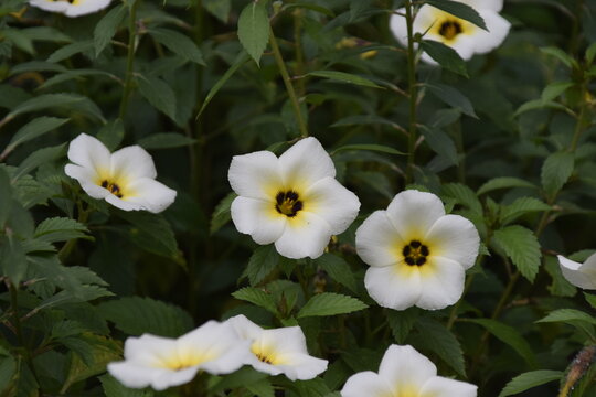 turnera subulata or what is called the eight o'clock flower