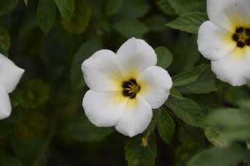 Fototapeta na wymiar turnera subulata or what is called the eight o'clock flower