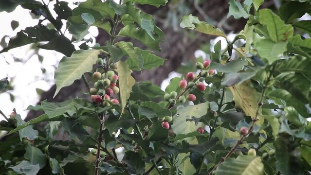 Coffee is from the farms of the Yemeni in Taiz city.