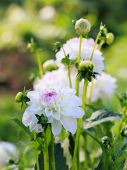 Delicate white and lilac flowers in the garden. Double dahlias