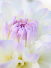 White-lilac delicate center of a dahlia flower close-up