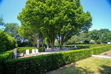 Historic trees in the old Moerhage cemetery of the village of Moerkapelle