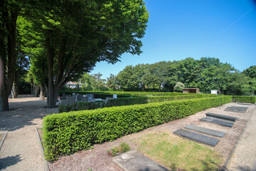 Historic trees in the old Moerhage cemetery of the village of Moerkapelle