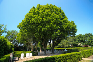 Historic trees in the old Moerhage cemetery of the village of Moerkapelle