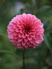 Full face of a beautiful pink double dahlia flower