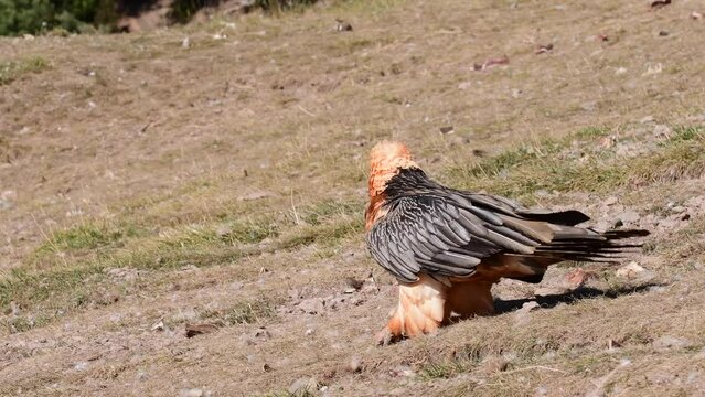 Bearded Vulture in the Pyrenees, Spain.