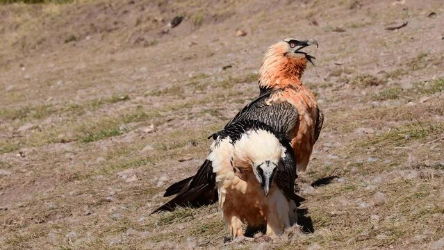 Two bearded Vulture in the Pyrenees, Spain.