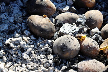 Baked potatoes on coals in the open air.