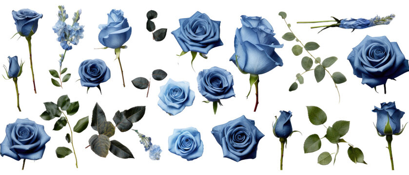 Fototapeta  Set of isolated buds, flowers, leaves and blue rose flowers on transparent background. cut flower elements, garden themed designs. Top view high quality PNG." design elements, top view / flat lay
