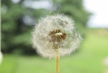 dandelion