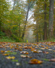 Rural road in the forest with Autumn leaves on the road in the foreground