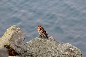 cute unidentified icelandic bird in iceland.