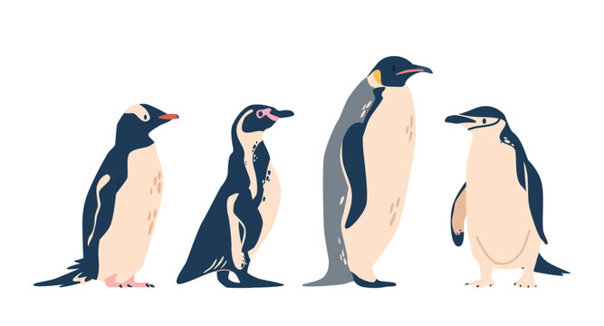 Gentoo, African, Chinstrap And Emperor Penguins. Flightless Birds, Known For Their Distinctive Black And White Plumage