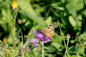 Painted Lady (Vanessa cardui) butterfly perched on a pink flower in Zurich, Switzerland