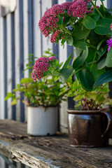 Vintage pots with flowers and spices on a wooden shelf